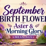 September Birth Flower Aster & Morning Glory Meanings