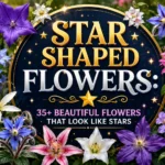 Star Shaped Flowers 35+ Beautiful Flowers That Look Like Stars