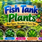 Fish Tank Plants: Best Types, Benefits & Care Tips 🌿🐠